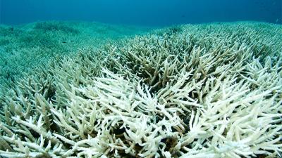 Coral bleaching