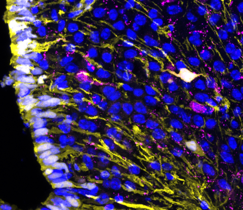 Microscopic view of Tanycytes