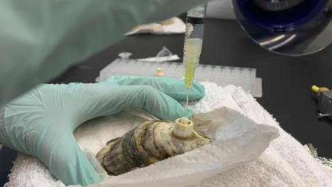 Oyster being used for research in Unzueta Martínez Lab. 